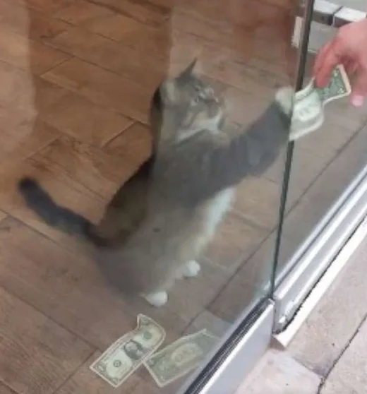 A cat reaches through a glass door for a dollar bill held out by a hand, with more bills scattered on the floor.